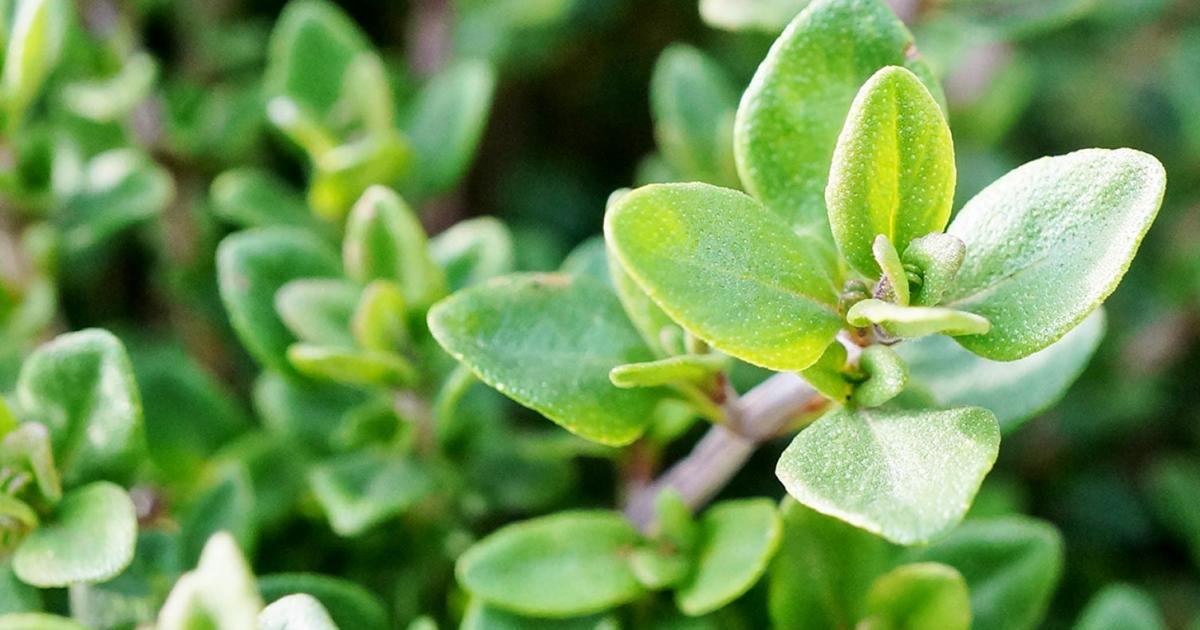 What Is Thyme?