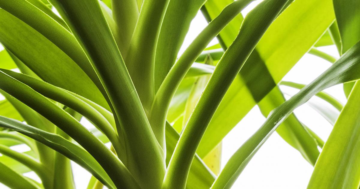 How To Grow And Care For Yucca Lovethegarden