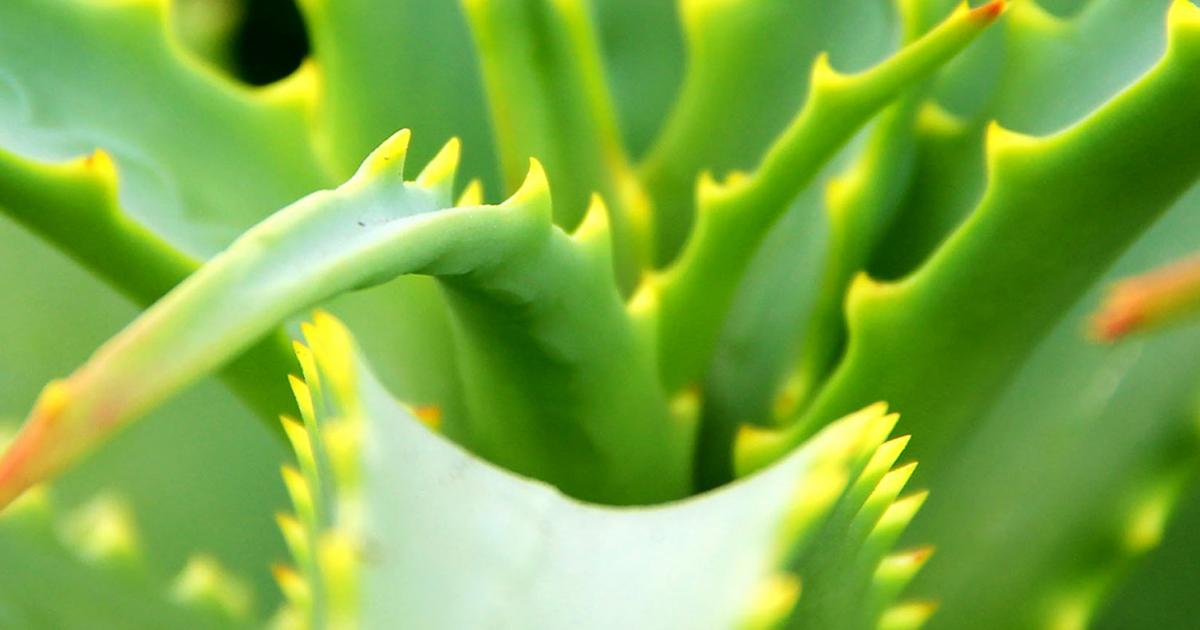 How To Grow And Care For Aloe Vera Lovethegarden