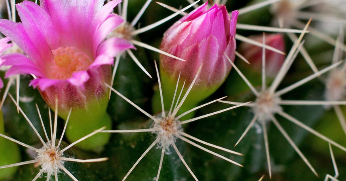 How to grow and care for desert cactus | lovethegarden