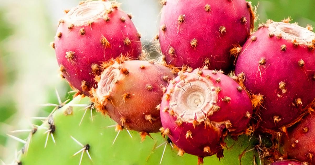 How To Grow Prickly Pear Cactus Lovethegarden