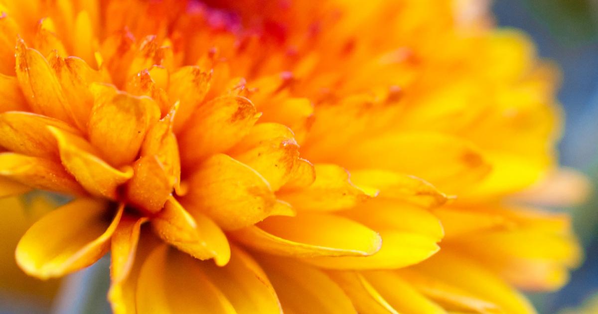 How To Grow & Care For Chrysanthemums Love The Garden