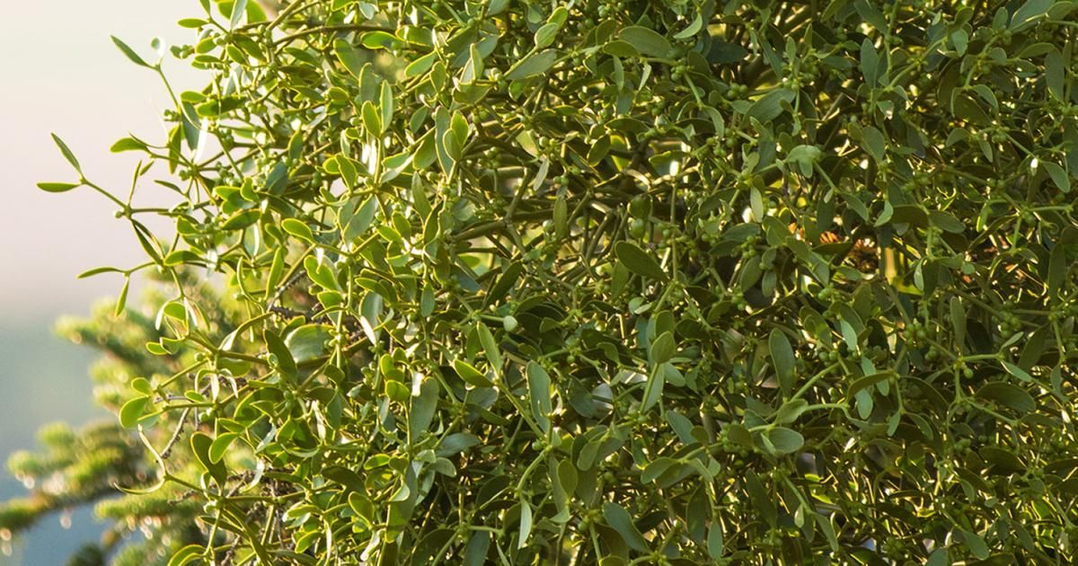 A complete guide to growing mistletoe | lovethegarden