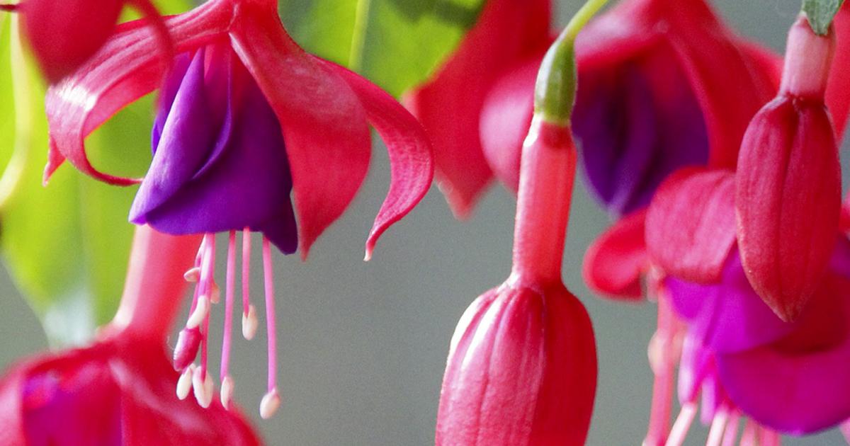 How To Grow And Care For Fuchsia Lovethegarden How To Grow And Care For Fuchsia Lovethegarden