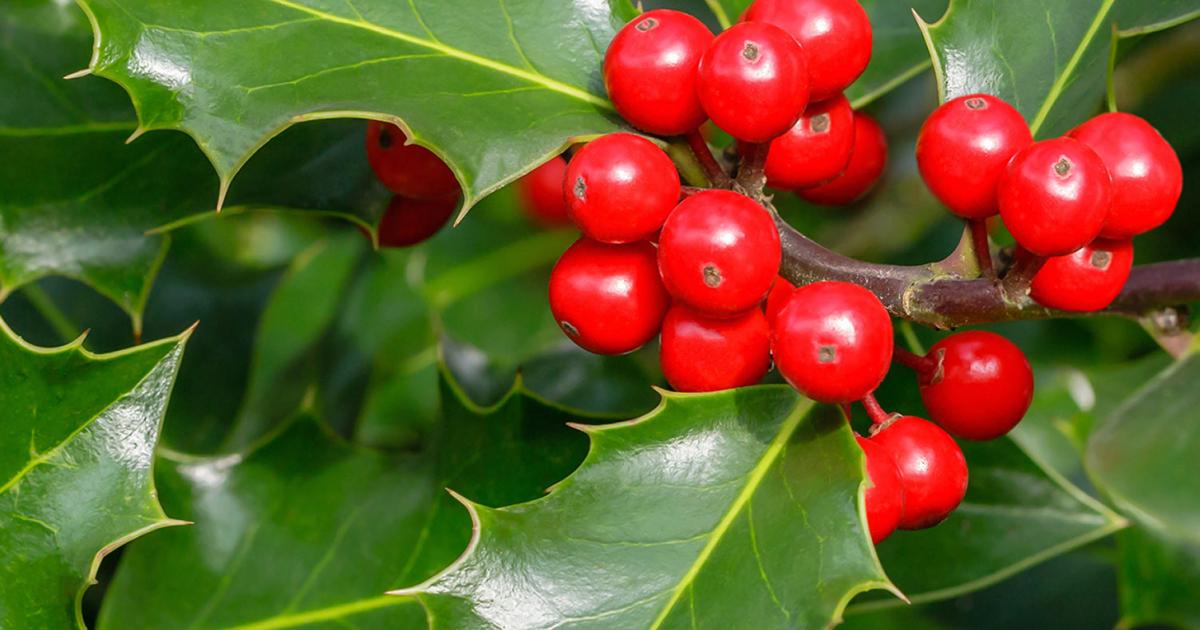 How to grow and care for holly | Love The Garden