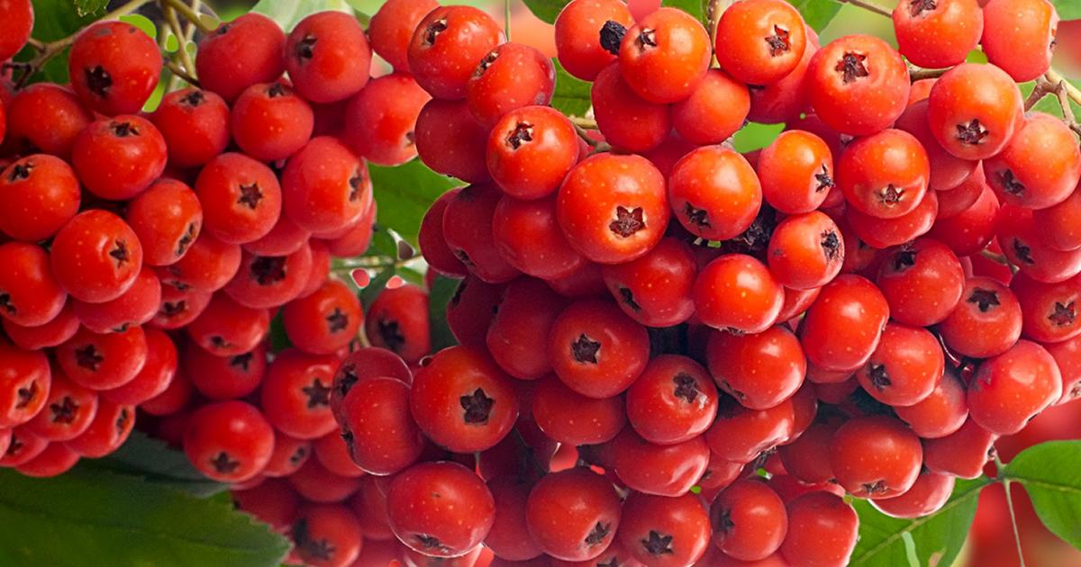 How To Grow Mountain Ash And Rowan Trees Lovethegarden