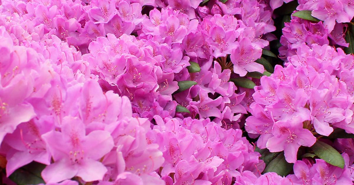 Rhododendrons and Azaleas | lovethegarden