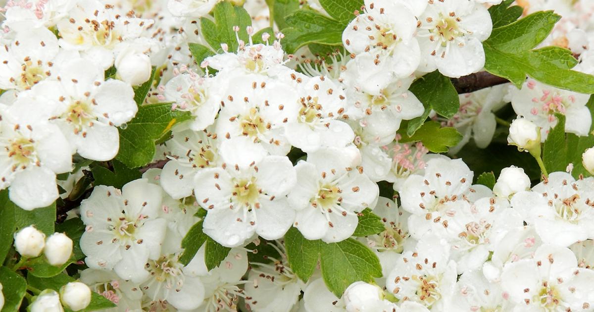 How To Grow And Care For Hawthorn Lovethegarden