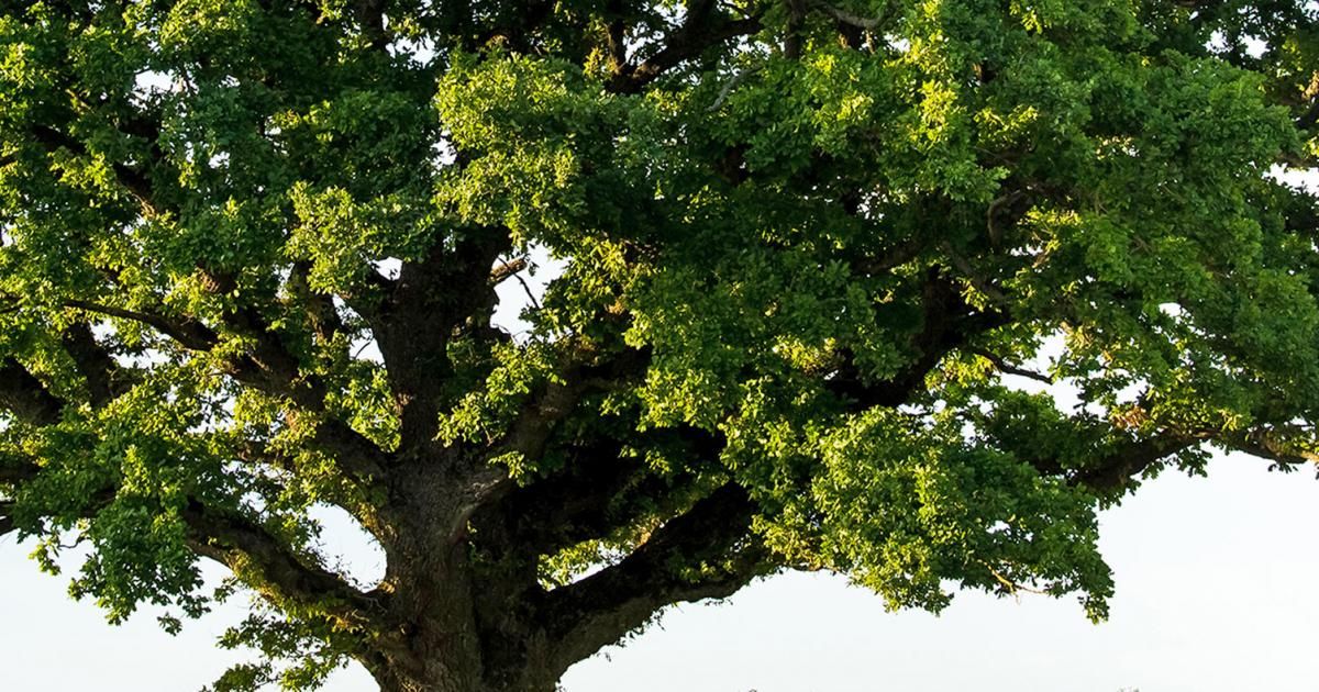 Jusqu'à quel âge vivent les arbres ? : Questions du mois