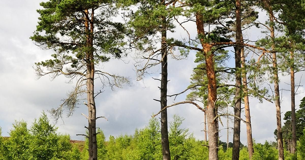 A Guide To Scots Pine Lovethegarden A Guide To Scots Pine Lovethegarden