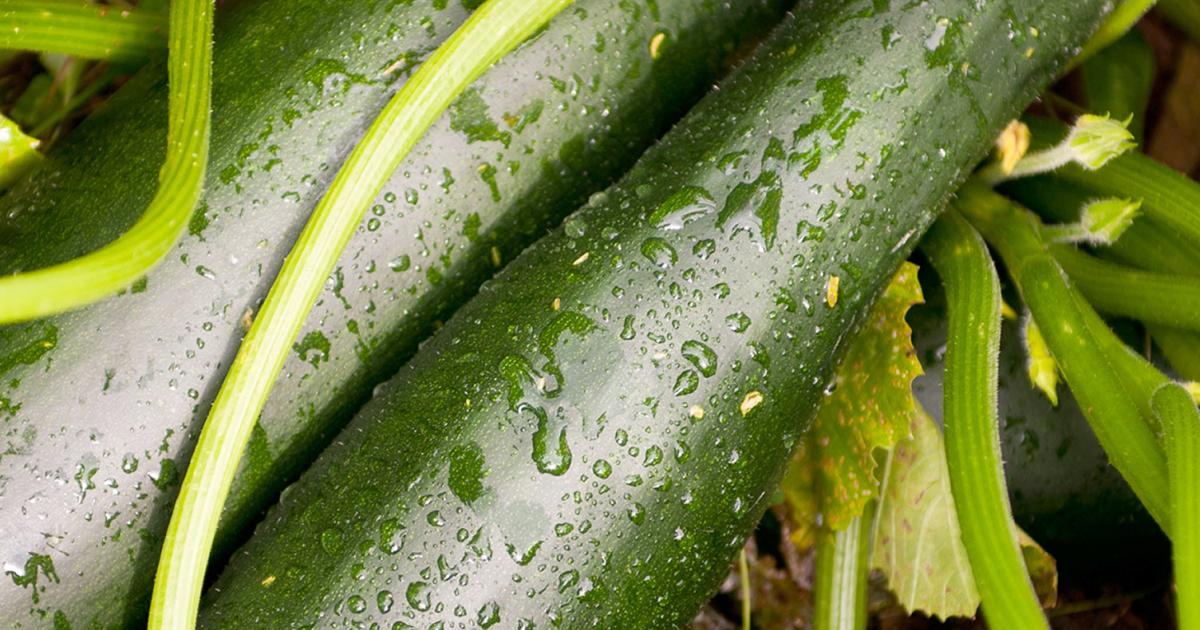 How to grow and care for courgettes lovethegarden