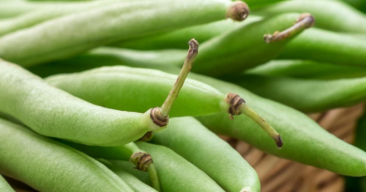 Flowers Not Setting On Runner Beans Best Flower Site