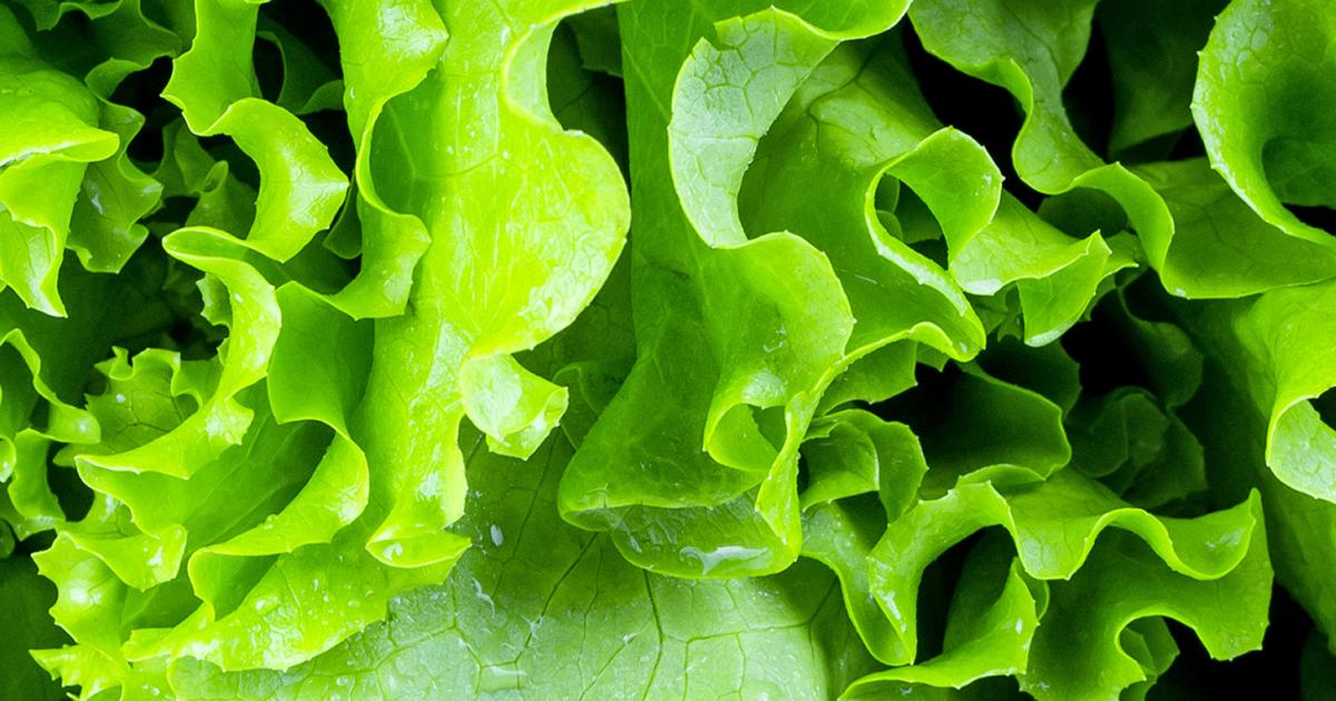 How to grow and care for lettuce | lovethegarden