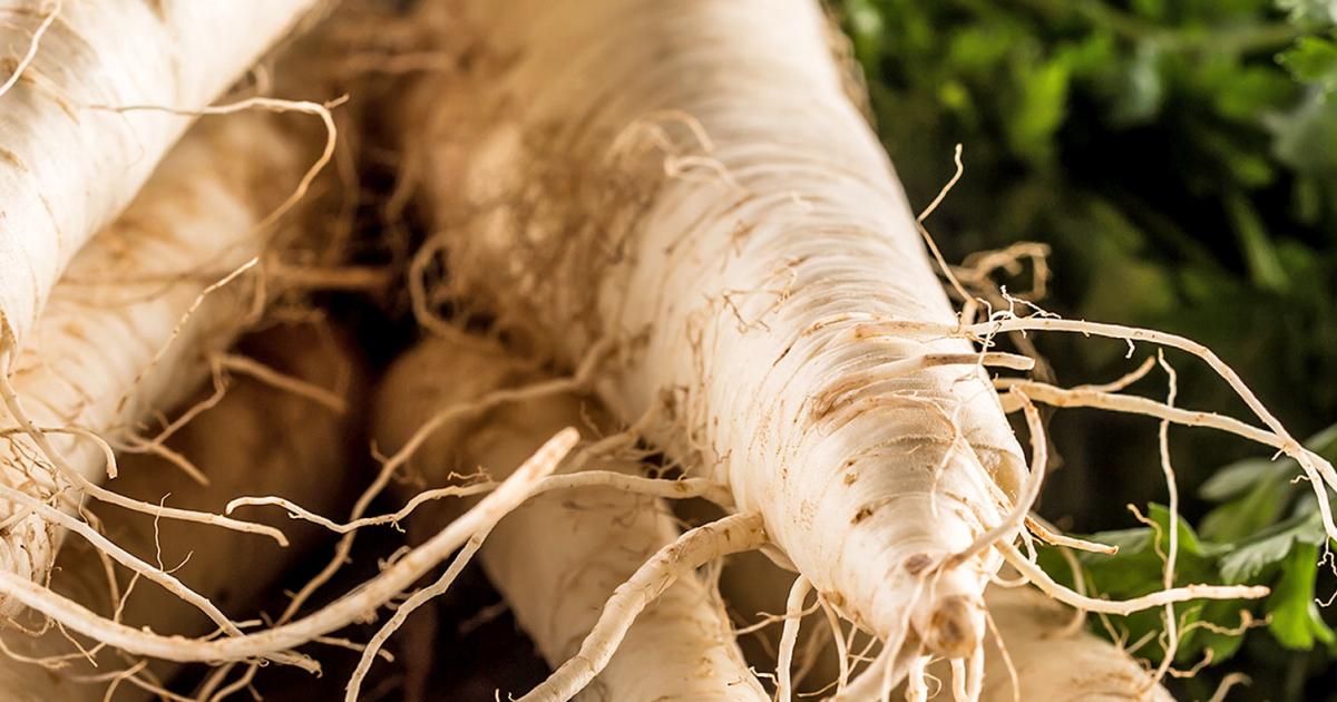 How to grow and care for parsnips | lovethegarden