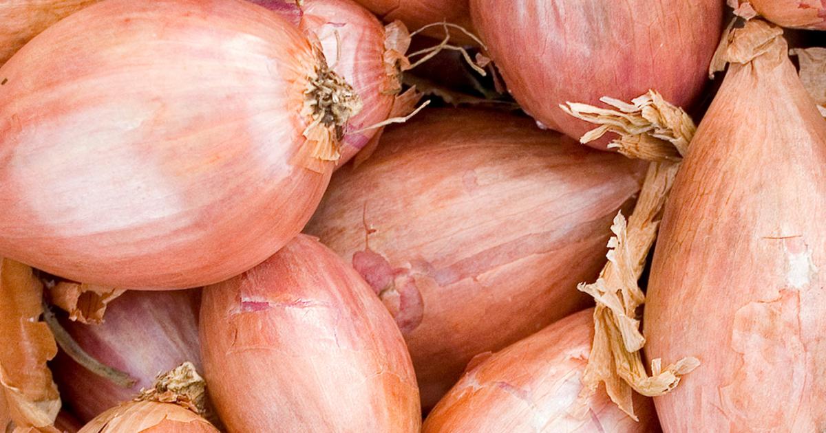 How to Plant and Grow Shallots