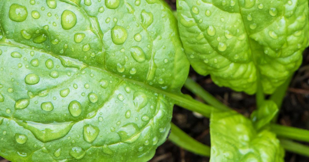 How To Grow Spinach and Spinach Beet Love The Garden
