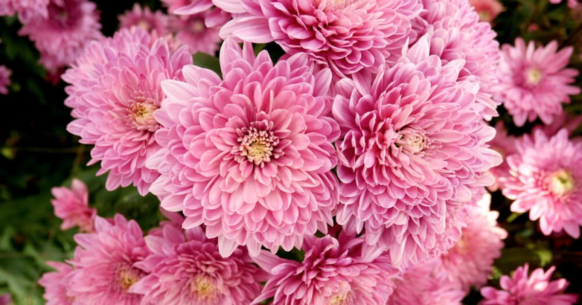 Chrysanthemen: Pflege & Tipps | Liebe deinen Garten