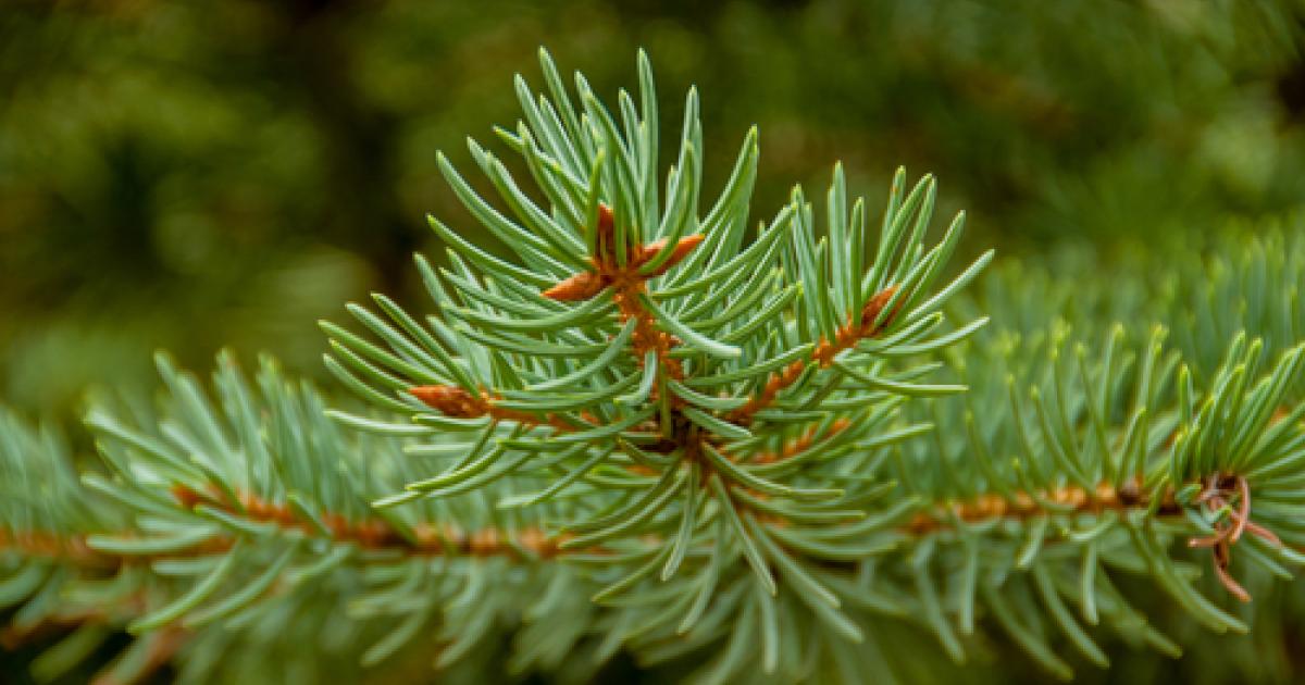 Plantation conifère Informations sur comment planter un conifère