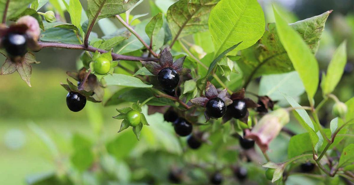 The top 10 World's deadliest plants Love The Garden