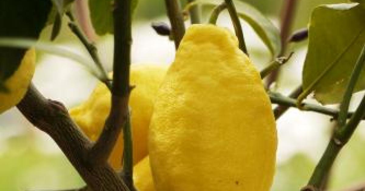 Appelsin-, og citrontræer | Love The Garden
