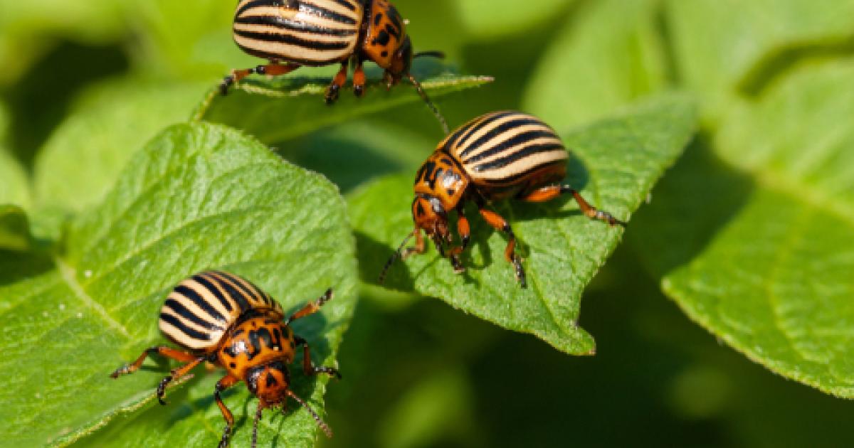 Comment ?Liminer Les Doryphores Naturellement - eacurrent
