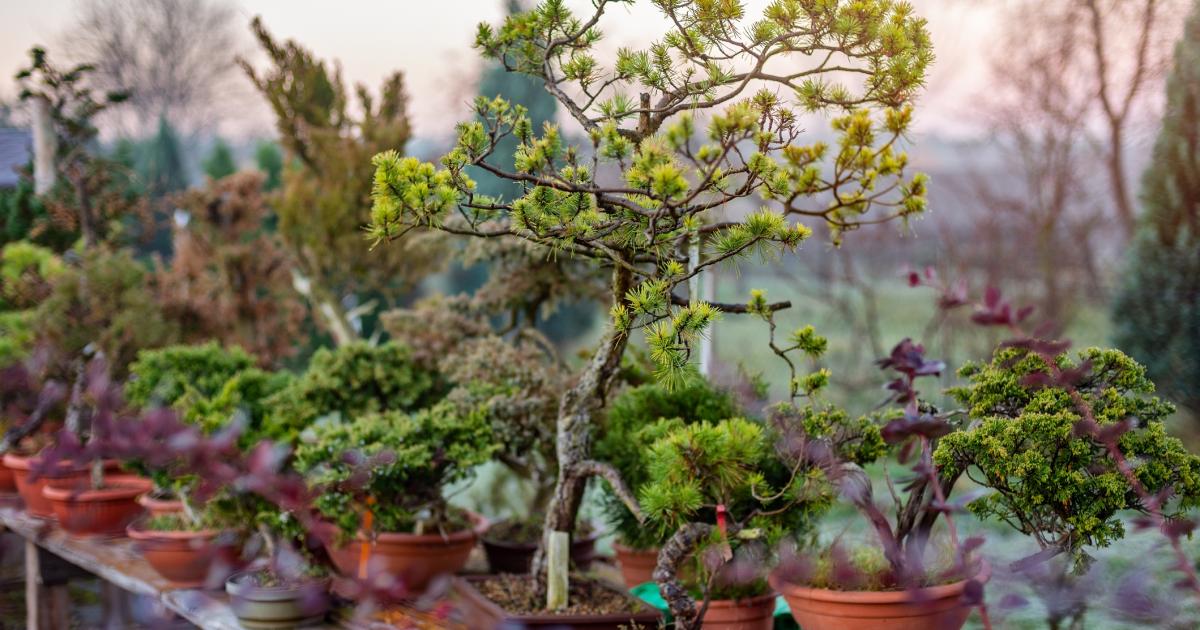Scotts Osmocote Bonsai Mix Love The Garden