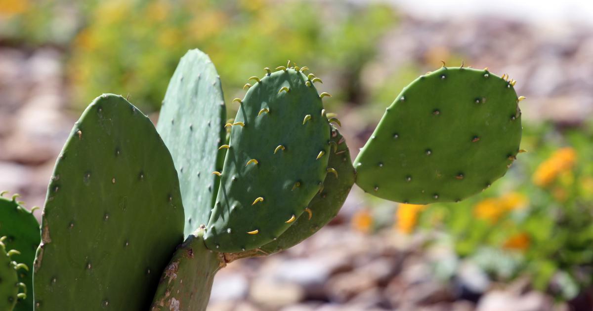 Scotts Osmocote® Cacti & Succulent Mix Love The Garden