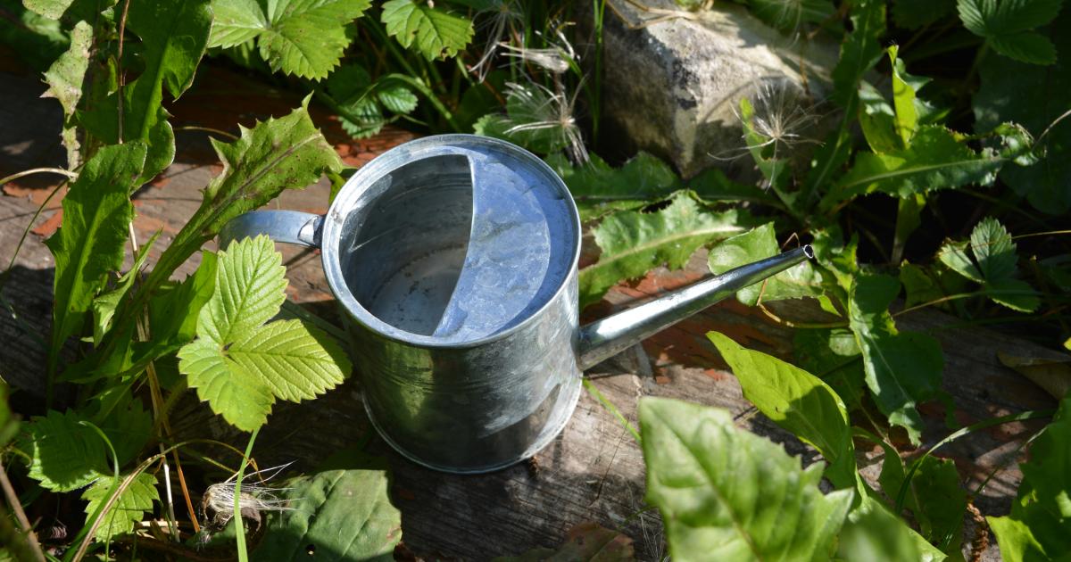 Feeding your plants through a hose or watering can Love The Garden