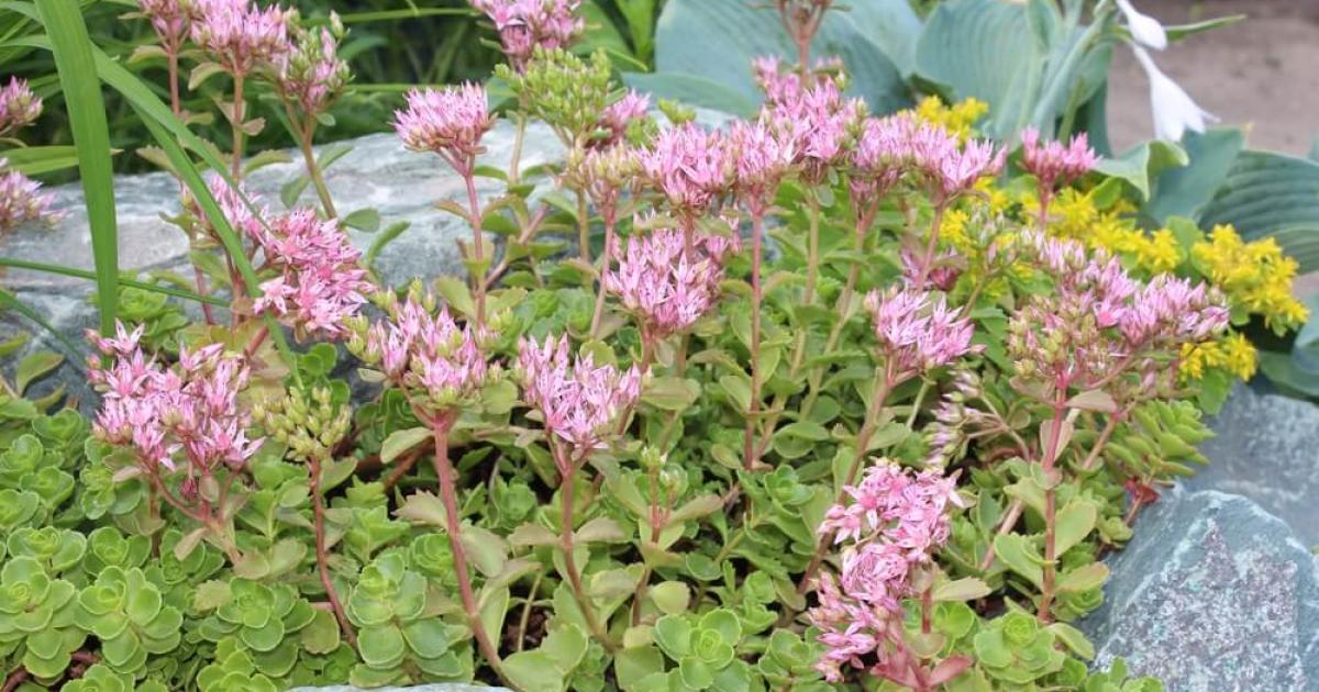 Immergrne) Bodendecker | Liebe Deinen Garten