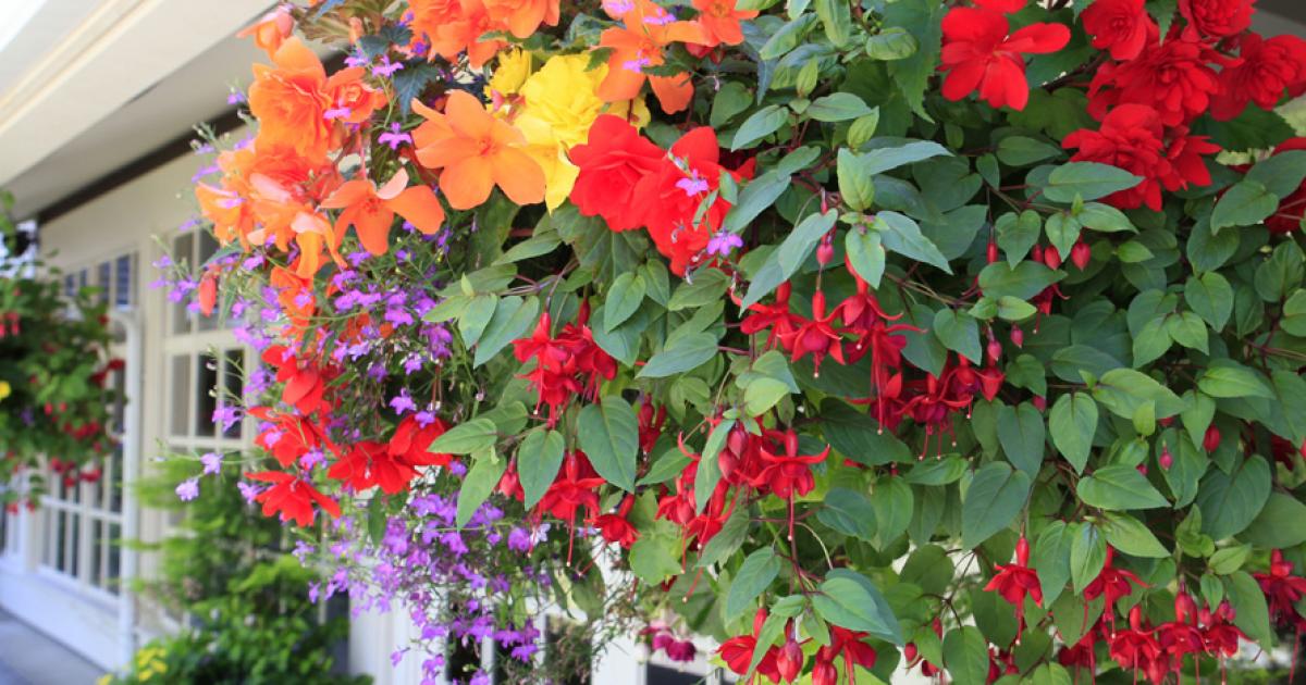 Plante à racine de rose, belle plante vivace rustique, plante en