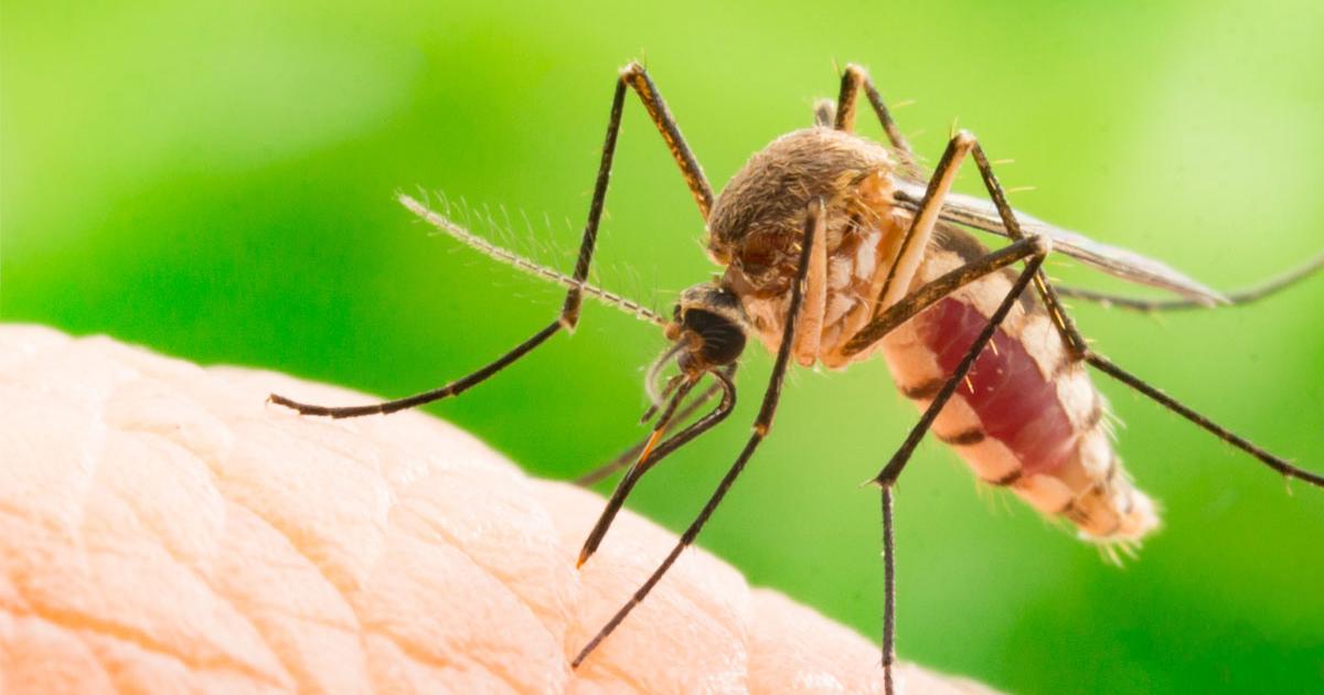 8 solutions naturelles pour lutter contre les mouches
