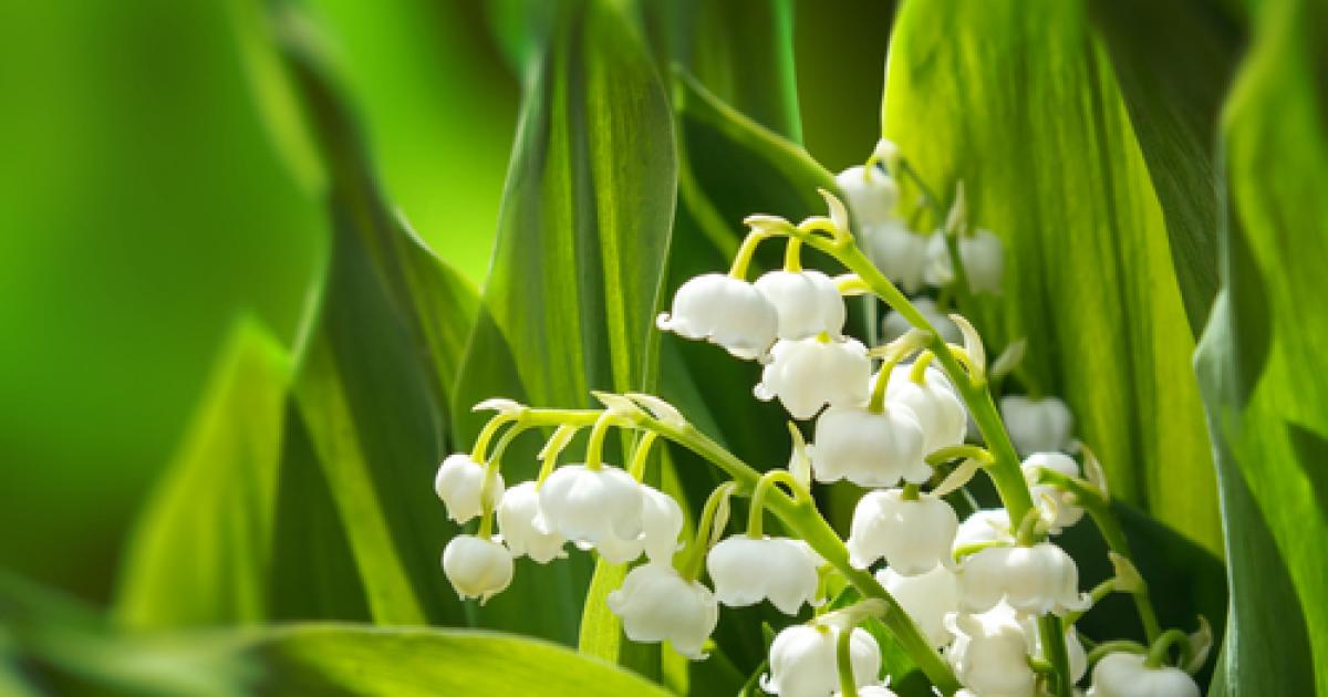 le muguet un brin porte bonheur mon jardin la le muguet un brin porte bonheur mon jardin la