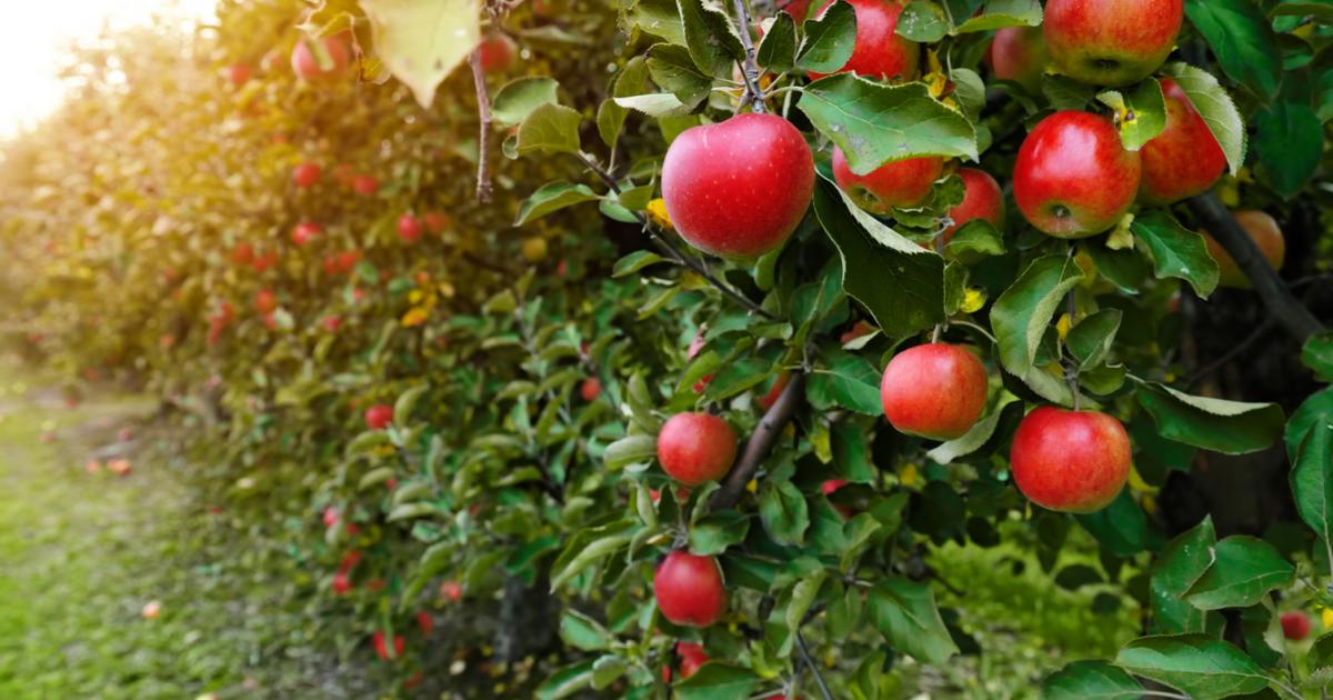 Wczesnowiosenne opryski drzew | Love The Garden