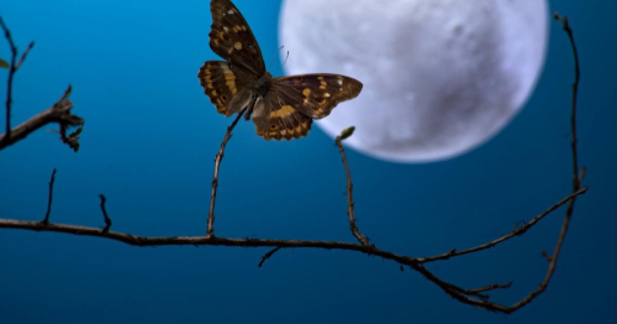 Le Piege A Papillons De Nuit La Pause Jardin