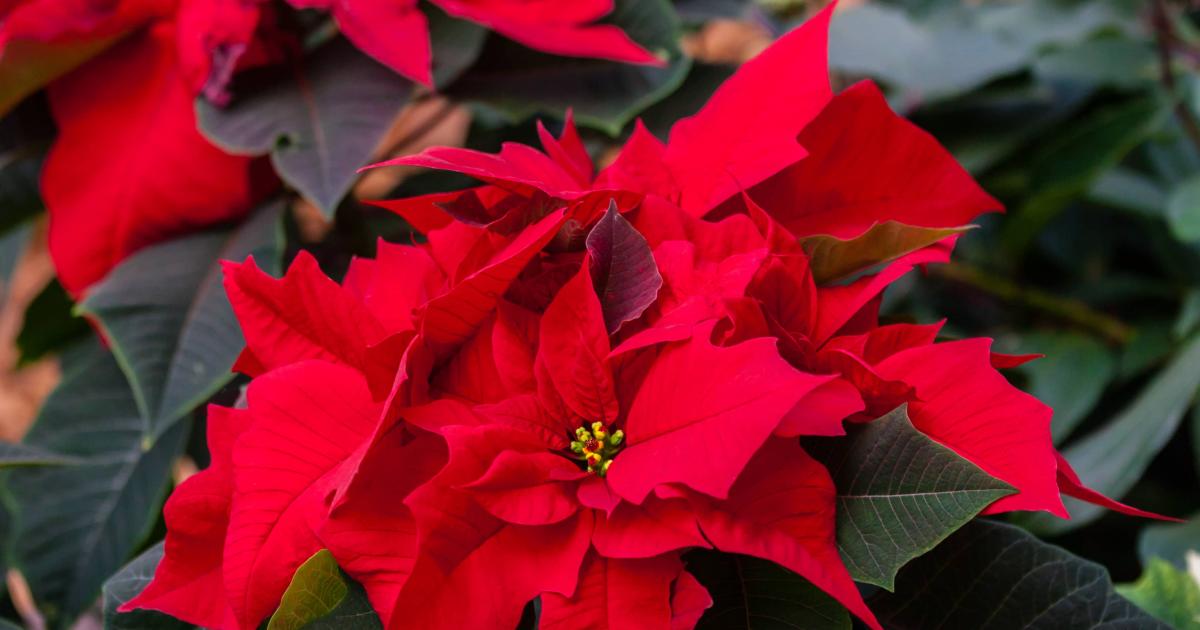 Weihnachtsstern pflegen & schneiden Liebe deinen Garten