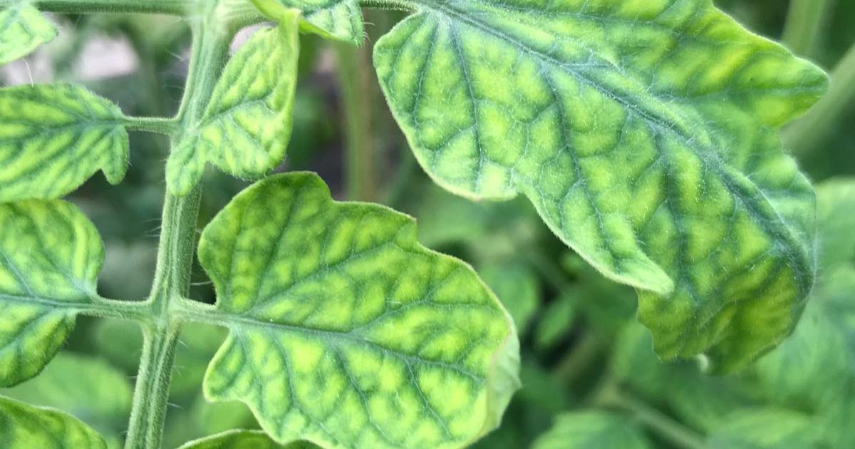 Schimmel op plant of potgrond, waarom? Ilovemygarden
