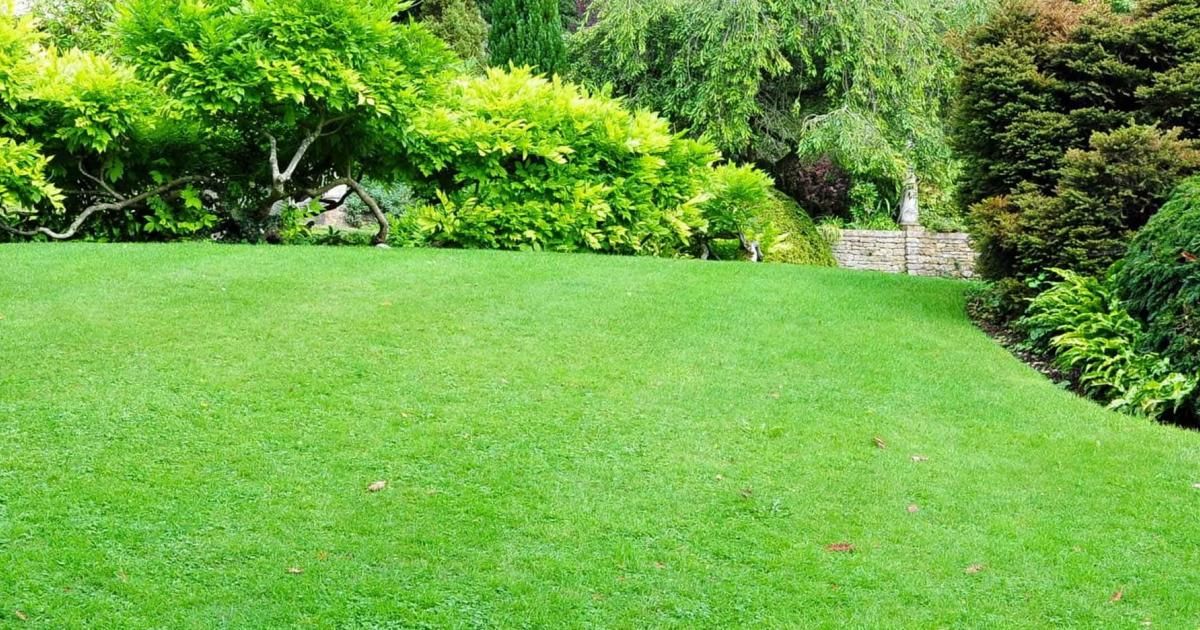 The Aussie homeowner’s guide to a lush green lawn | Love The Garden