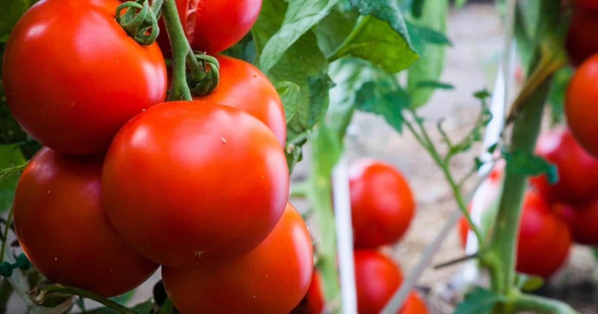 Ultimate Tomato growing guide for tips [PDF download]