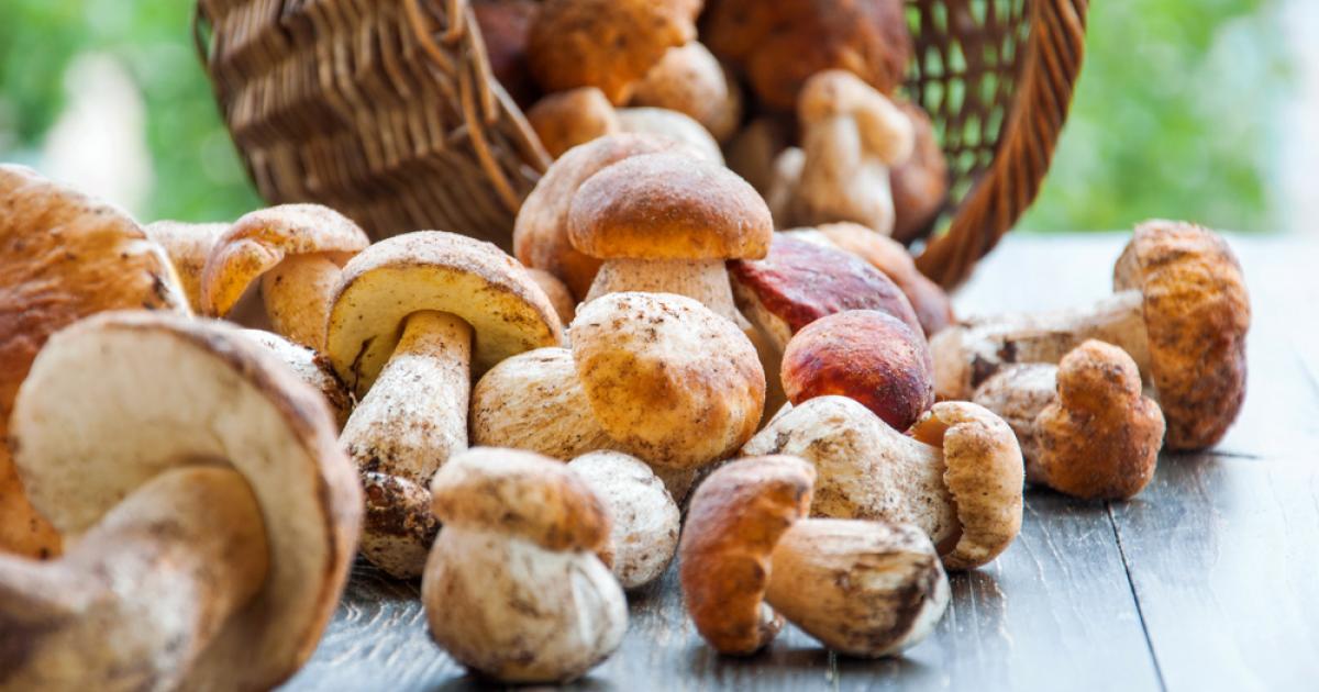 Les Champignons Comestibles Et Vénéneux La Pause Jardin