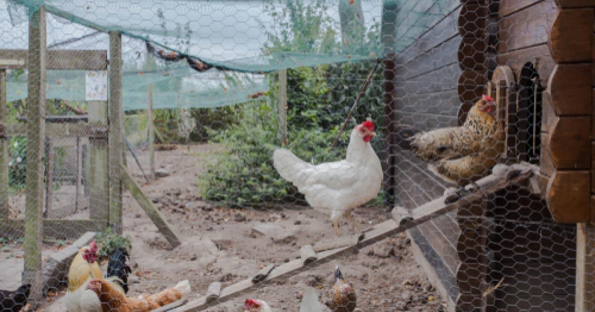 Construire Un Poulailler Tutoriel Poulailler De Jardin