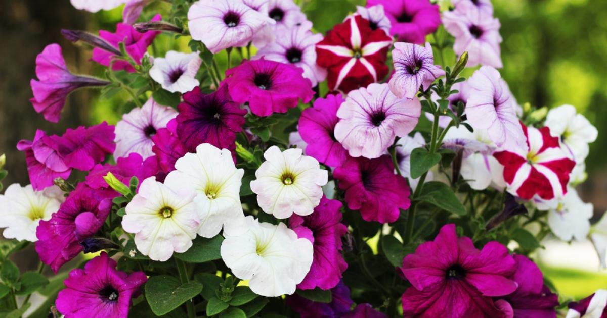 Comment faire pousser les fleurs plus vite ? Astuces 100 % naturelles  testées et approuvées !