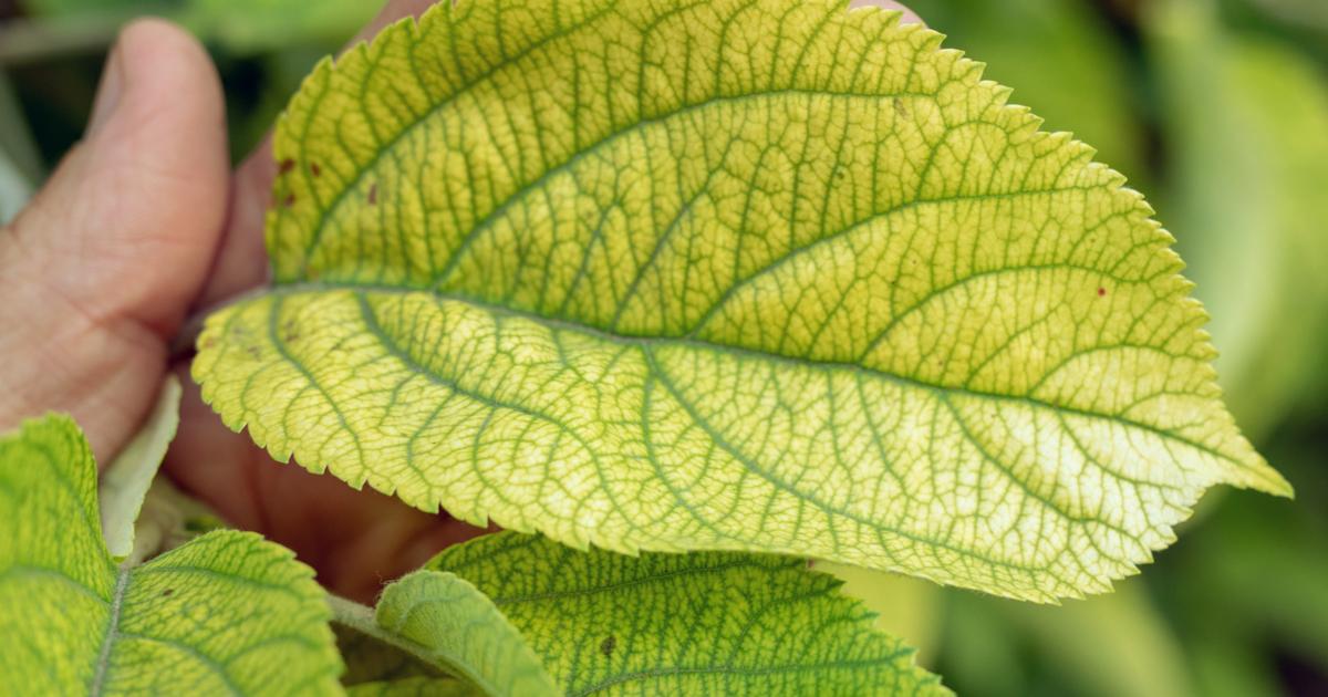 Хлороз растений причины и лечение. Что не хватает гортензии определяем по листу.
