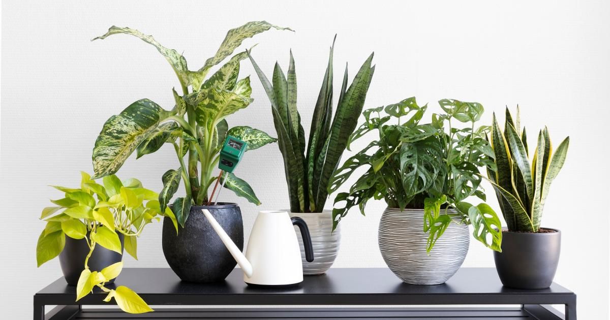 Identify and Treat Indoor Plant Pests & Diseases Love