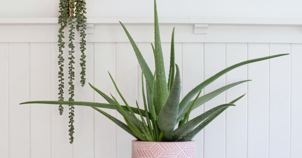 Perfect je Aloë Vera plant ILoveMyGarden