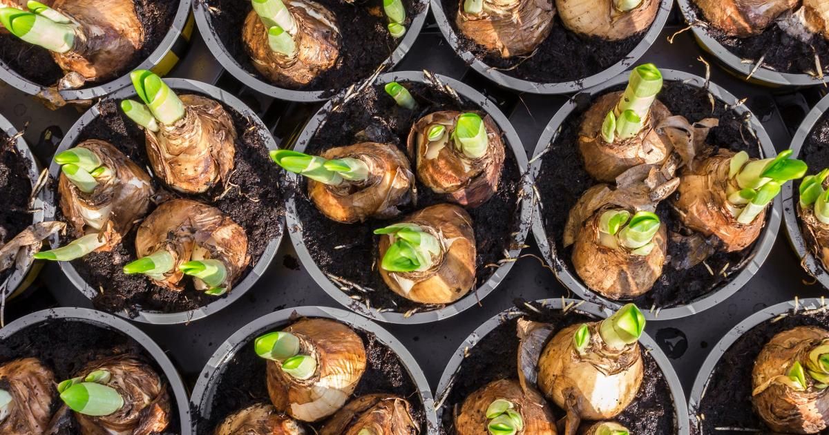 Bulbs and demystifying bulb fibre Love The Garden