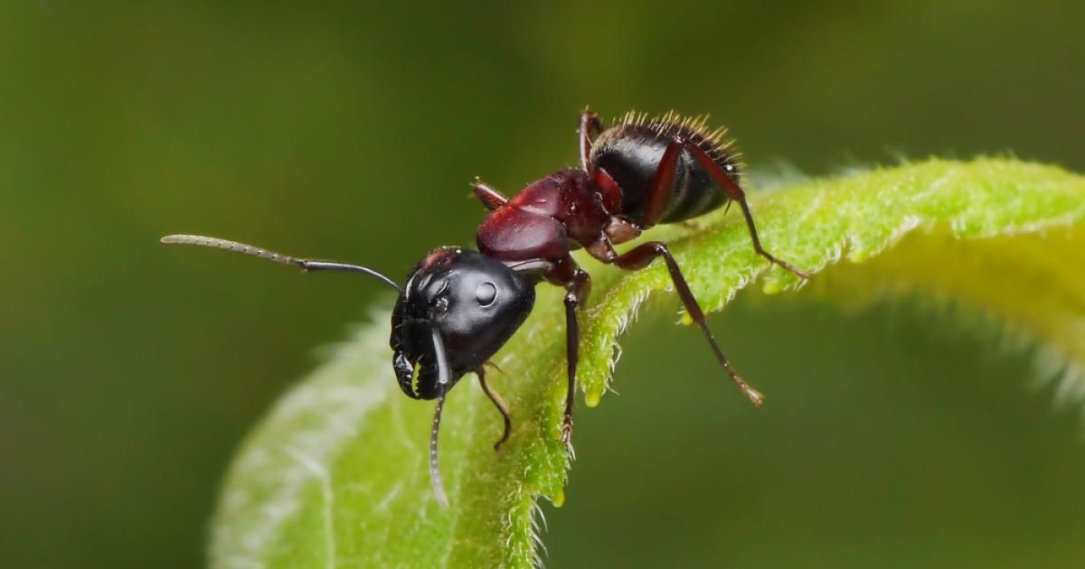Produit Naturel Anti Fourmis Maison | Ventana Blog