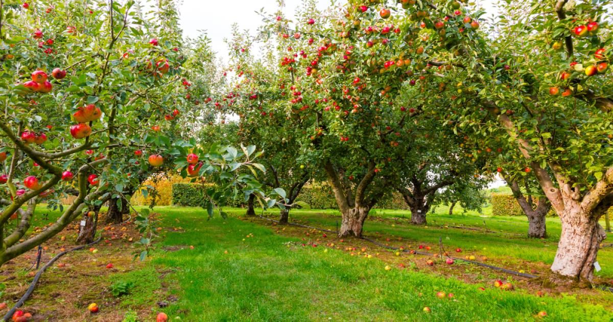 Les maladies des arbres fruitiers La Pause Jardin