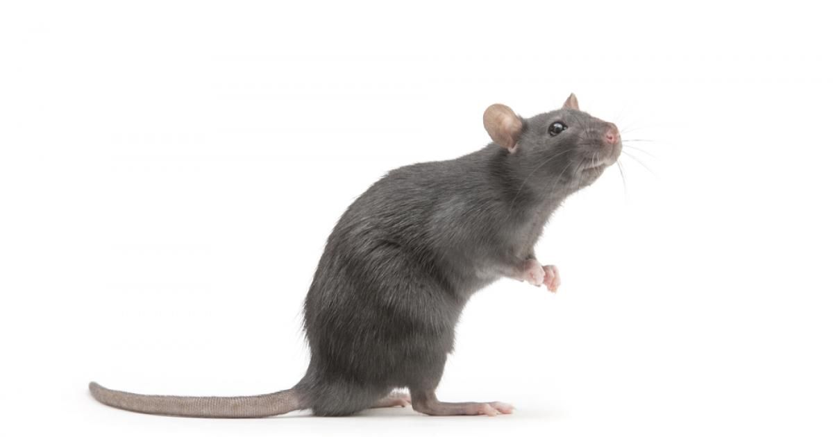 Quel répulsif pour se débarrasser d'un rat dans la maison ?