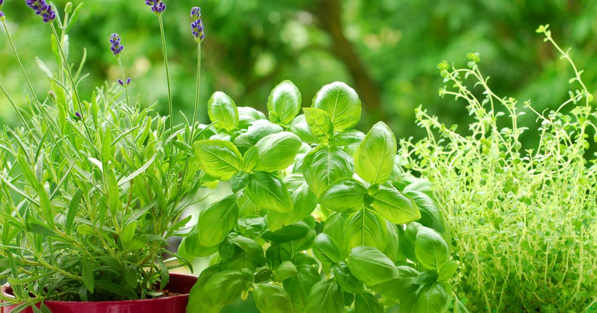 Cultiver soi-même des herbes aromatiques et bien les entretenir