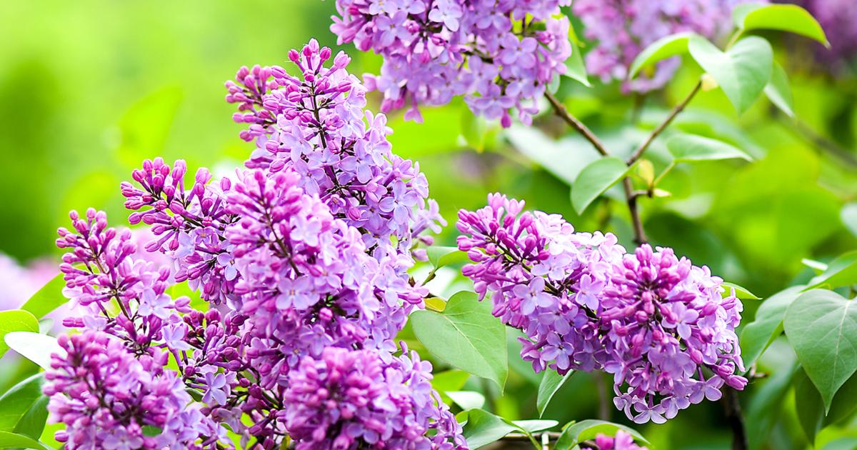 het is mooi absorptie tevredenheid Breng geur in huis met planten